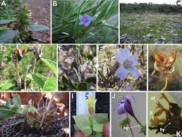 Image result for Phaulopsis imbricata