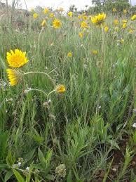 Image result for Berkheya zeyheri