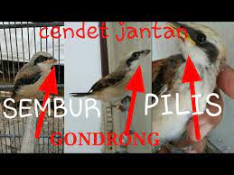 Cendet Jantan Dan Ciri Ciri Cendet Jenis Sembur Gondrong Pilis Youtube
