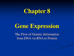From dna to proteins i. Ppt Chapter 8 Gene Expression Powerpoint Presentation Free Download Id 5134093