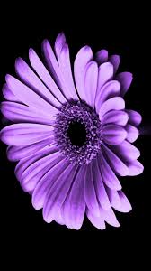 Floral Navy Blue And White Wallpaper In 2020 Purple Flowers Wallpaper Iphone Wallpaper Purple Flower Hd Flower Wallpaper