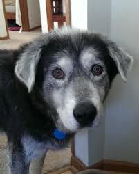 Out of smithers and hazelton, we also make planned trips. Good Boy Wordtabulous