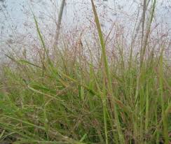 Image result for Eragrostis racemosa