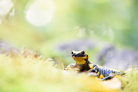 Bokeh main di halte : 70 210mm F 4 Di Vc Usd