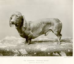 Get healthy pups from responsible and professional breeders at puppyspot. Dachshund History The Badger Dog S Fascinating Past American Kennel Club