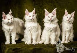 Metatroneyes Maine Coons Cats Siberian Cats For Sale Cat Adoption