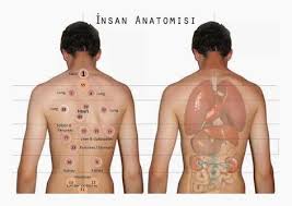 Hijama Cupping London Google Bekam Hacamat Benefits Of Cupping Hijama Points Hijama