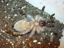 Nov 12, 2019 · like many tarantulas, the pink zebra beauty hails from south america and typically has a calm personality. Costa Rican Zebra Tarantula Aphonopelma Seemanni Arachnoboards