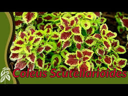 Image result for Coleus scutellarioides