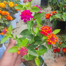 Image result for Lantana