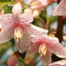 The viburnum plicatum 'mary milton', shown here, is one of the rare viburnums that offer such beautiful pink blooming. Marleys Pink Parasol Japanese Snowbell Upshoot