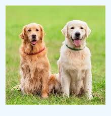 Find your new family member today, from dedicated breeders near you. The Advantages Of Different Types Of Golden Retriever Adoption Dog Breed