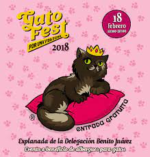 Hoy se celebra el día internacional de gato, pero ¿sabías que hay 3 días en el año que se festeja a los michis? Convocan A Amantes De Los Gatos Revista Neo
