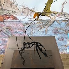 Image result for Arthropteris anniana