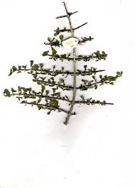 Image result for Pyrostria hystrix