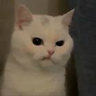 𐂂نسـمة photo ideas girl cute girl photo beautiful girl photo