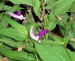 Image result for Brillantaisia pubescens