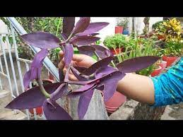 Pin On Flowering Plants India