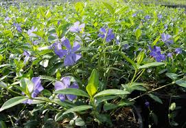 Image result for Vinca minor