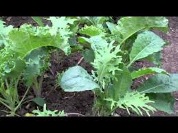 Cut the outer, lower stems with scissors or hand clippers to harvest them. Howto Harvest Kale Youtube