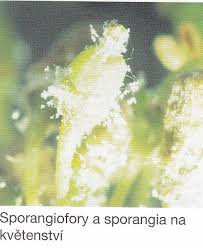 Image result for Metasphaeria diplodiella