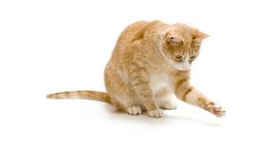 ‪Why do Cats Scratch‬‏