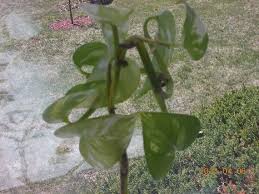 Climbing false buckwheat is a perennial plant that can have showy flowers but is fast growing and aggressive. Help Identifying This Vine With Green And White Heart Shaped Leaves Gardening Landscaping Stack Exchange