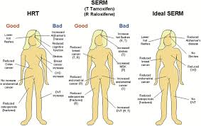 Image result for Selective Estrogen Receptor Modulator