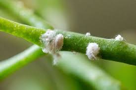 Image result for Mealybug cucumber