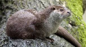 Otter Wikipedia