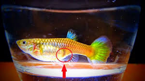 See full list on puregoldfish.com How Can You Tell If A Female Guppy Fish Is Pregnant By Fish Tank Aquariums