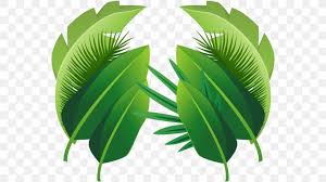 Palm Tree Leaf Png 563x459px Leaf Areca Palm Arecales Bamboo Banana Leaf Download Free Find images of banana leaf. palm tree leaf png 563x459px leaf