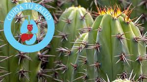 Son muchos los artículos que hablan de que los cactus son una de las mejores plantas para limpiar y mantener la buena calidad del aire en nuestras casas. 4 Beneficios Para La Salud De Tener Cactus En Su Casa Mejora Tu Salud