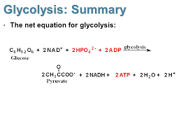 Chapter 27 Specific Catabolic Pathways Carbohydrate Lipid Protein Metabolism Ppt Download