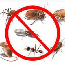 Your one stop shop for professional bed bug preparation. The 10 Best Bed Bug Exterminators In New York Ny 2021