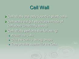 What is the function of an animal cell? Plants Vs Animal Cells Mr Ellis Do Now What Do You Think Is The Most Important Organelle Why Please Explain Your Answer Using Science Ppt Download