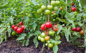 Check spelling or type a new query. Most Disease Resistant Tomato Varieties To Fight Blight Other Diseases