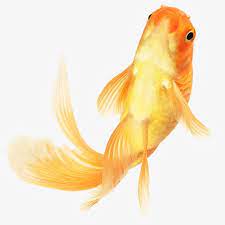 Goldfish Goldfish Clipart Benthos Png Transparent Clipart Image And Psd File For Free Download Goldfish Golden Fish Clip Art