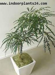 Indoors, false aralia plants should be kept in an area with bright filtered light, but never in full sun. Indoor Dizygotheca Elegantissima Araliaceae False Aralia Plant Care Tips Indoor Plants