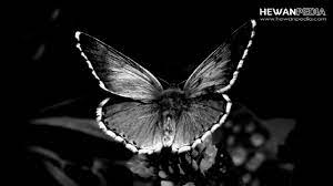 Download gambar kupu kupu mewarnai buku mewarnai kupu kupu for android apk download 8 32 mb kupu kupu cara menggambar dan me gambar kupu kupu cara menggambar. 6 Arti Mitos Kupu Kupu Masuk Rumah Dimalam Hari Hewanpedia