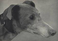 Black And White Greyhound Racing Mick The Miller Was The First Star Of Greyhound Racing He Was Born In The Village Of Killeigh In County Offaly Greyhounds Racing Greyhound Grey Hound Dog