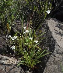 Image result for Alepidea