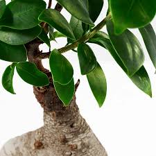 Ficus Microcarpa Ginseng Plant With Pot Bonsai Assorted Colors Diameter Of Plant Pot 5 Ikea Ficus Microcarpa Ikea Plants Ficus