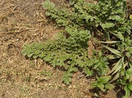 Image result for Coldenia procumbens
