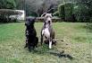 Great Dane Pitbull Mix (Great Danebull) Characteristics ...