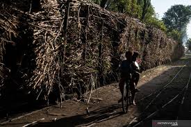Kedua, upaya pertahanan darat laut dan udara; Tingkatkan Luas Tanam Ptpn Targetkan Produksi Gula 2 Juta Ton Antara News