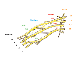 The four main nerve plexuses are the cervical plexus, brachial plexus, lumbar plexus, and sacral plexus. Brachial Plexus Injuries Hand Surgery Associates