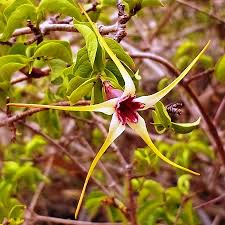 Image result for Strophanthus eminii
