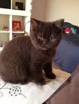 Available kittens – Rejinald Cattery - British Shorthair