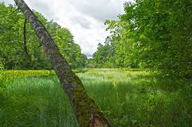 Obejmuje obszar wyróżniający się szczególnymi wartościami przyrodniczymi, naukowymi, społecznymi, kulturowymi i edukacyjnymi, o powierzchni nie mniejszej niż 1000 ha, na którym ochronie podlega cała przyroda oraz walory krajobrazowe. Park Narodowy Bory Tucholskie